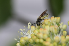 Andrena fragilis