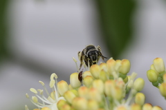 Andrena fragilis