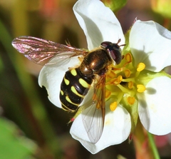 Dasysyrphus venustus