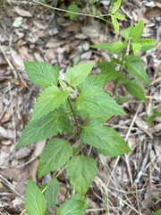 Ageratina jucunda