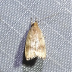 Psilocorsis cryptolechiella