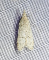 Dichomeris punctidiscellus