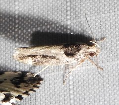 Pseudochelaria walsinghami