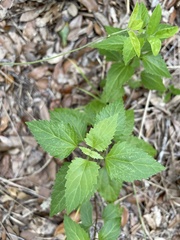 Ageratina jucunda