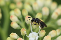 Hemihalictus