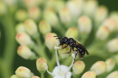 Hemihalictus