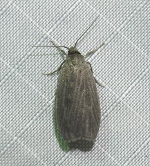 Crambidia uniformis