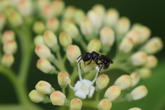Hemihalictus