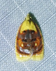 Acleris curvalana