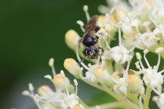 Andrena integra