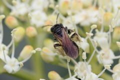 Andrena integra