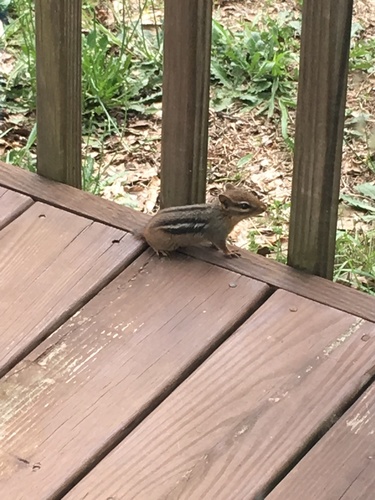 Eastern Chipmunk photographed in South Carolina
