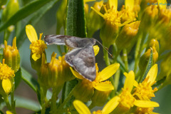 Apodemia hypoglauca hypoglauca