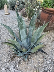 Agave