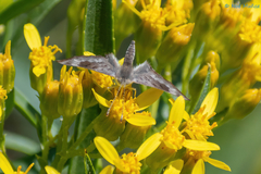 Apodemia hypoglauca hypoglauca