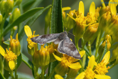 Apodemia hypoglauca hypoglauca