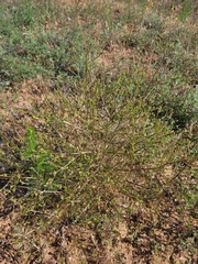 Prangos odontalgica