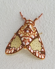 Azatrephes paradisea