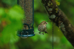 Haemorhous purpureus californicus