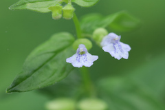 Scutellaria nervosa