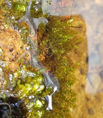 Rhynchostegium riparioides