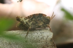 Tetrix bipunctata