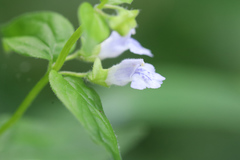 Scutellaria nervosa