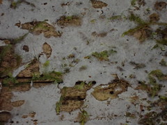 Athelia epiphylla