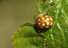 Calvia quindecimguttata