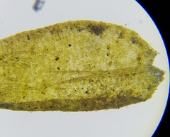 Rhynchostegium riparioides