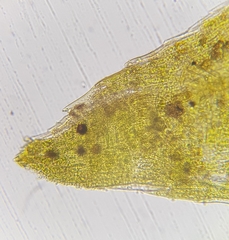 Rhynchostegium riparioides
