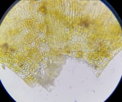 Rhynchostegium riparioides