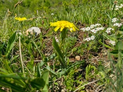 Takhtajaniantha crispa