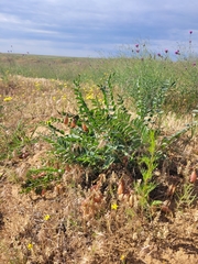 Astragalus longipetalus