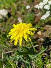 Takhtajaniantha crispa