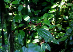 Miconia cornoides