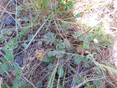 Alchemilla procumbens