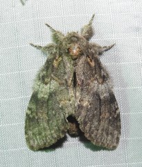 Peridea angulosa