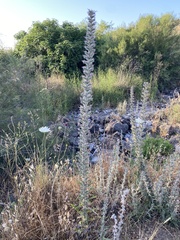 Echium glomeratum