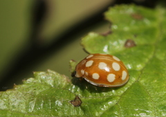 Calvia quindecimguttata