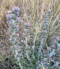Echium glomeratum