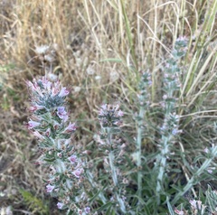 Echium glomeratum