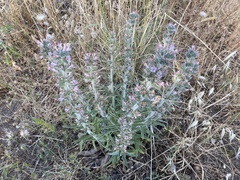 Echium glomeratum