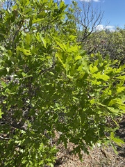 Quercus gambelii