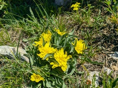 Takhtajaniantha crispa