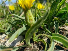 Takhtajaniantha crispa