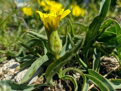 Takhtajaniantha crispa