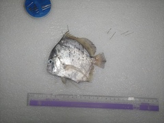 Drepane punctata