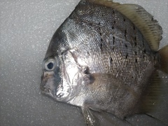 Drepane punctata