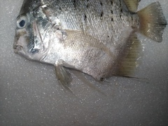 Drepane punctata